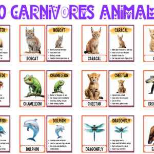 Flashcards: 60 Carnivorous Animals
