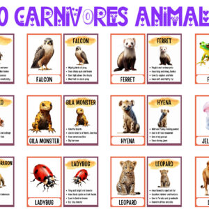 Flashcards: 60 Carnivorous Animals