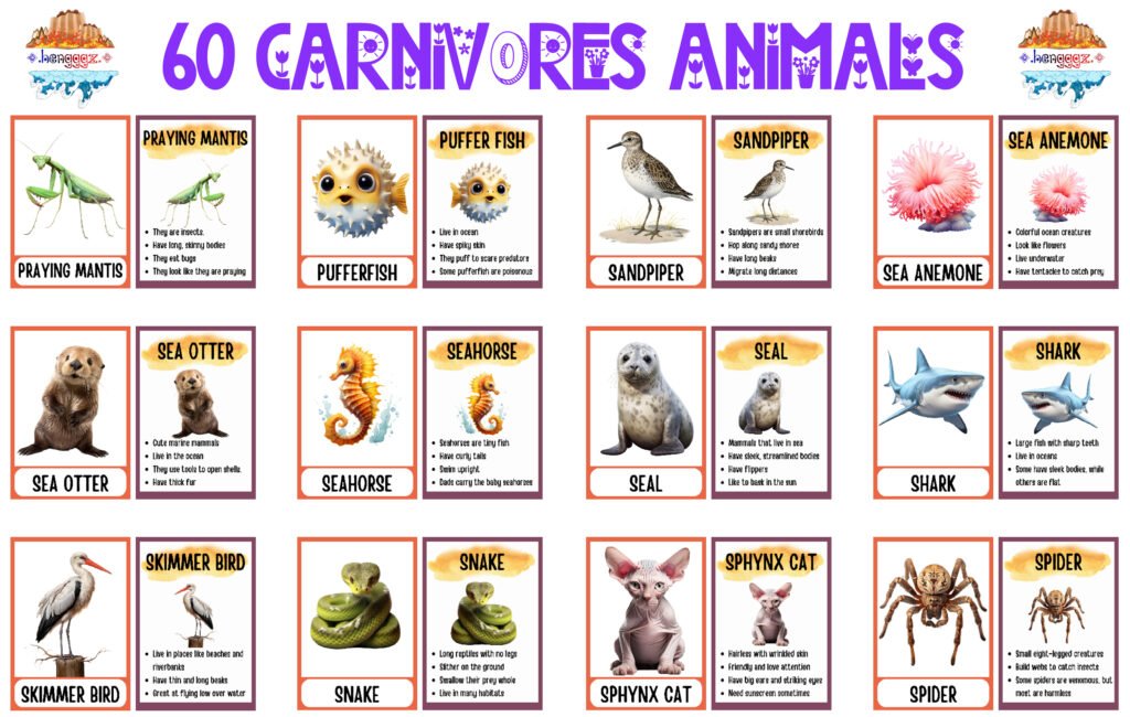 COLORING BOOK | FLASHCARDS - 60 CARNIVORE ANIMALS