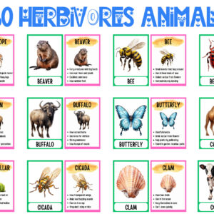 Flashcards: 60 Herbivorous Animals
