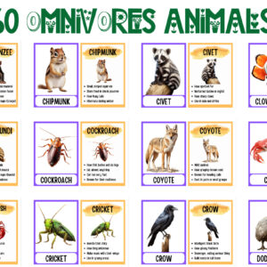 Flashcards: 60 Omnivorous Animals