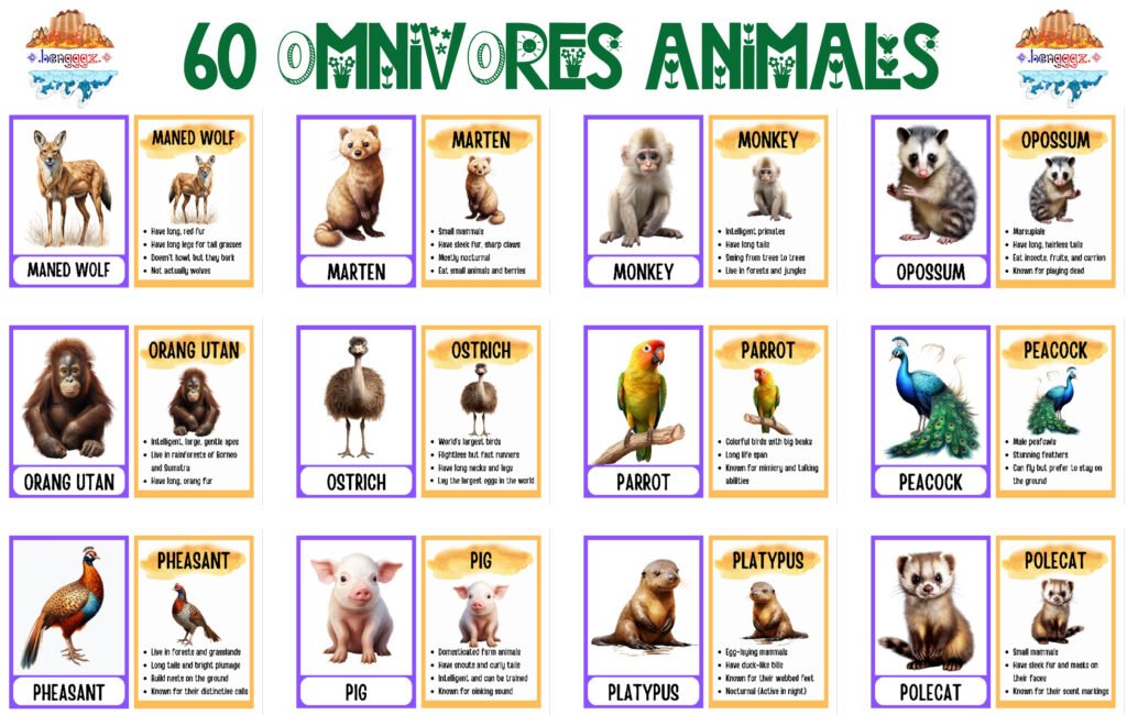 COLORING BOOK | FLASHCARDS - 60 OMNIVORE ANIMALS