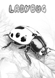 TEACHERHENG_FREEBIES_8_CARNIVORE_ANIMALS_Page_05